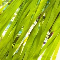 49N BIKE STREAMERS - TASSLES -Sportwheels Outlet Store image 8347